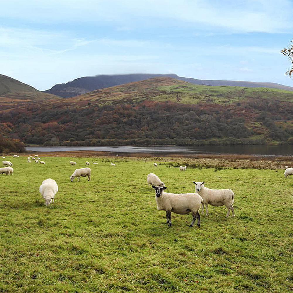 Sheep standing infront of a lake in Nantlle Valley, Snowdon, Wales